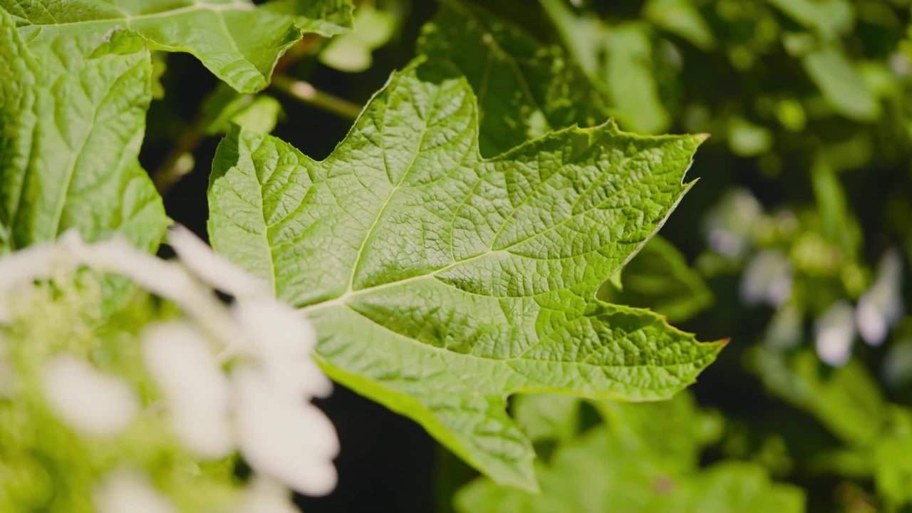 Natur im Garten - Season 27 Episode 1 : Episode 1