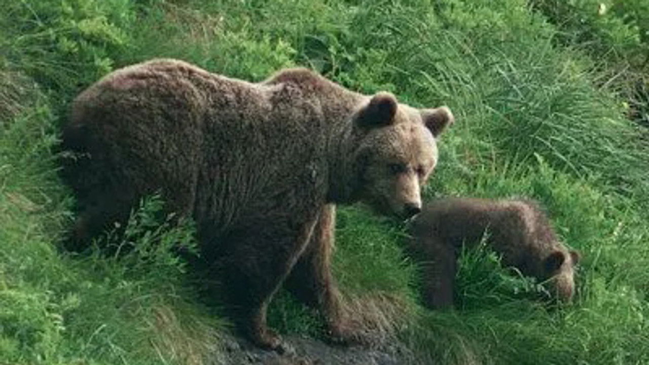 Les Pyrénées secrètes — L’Ours, le roi des forêts ancestrales