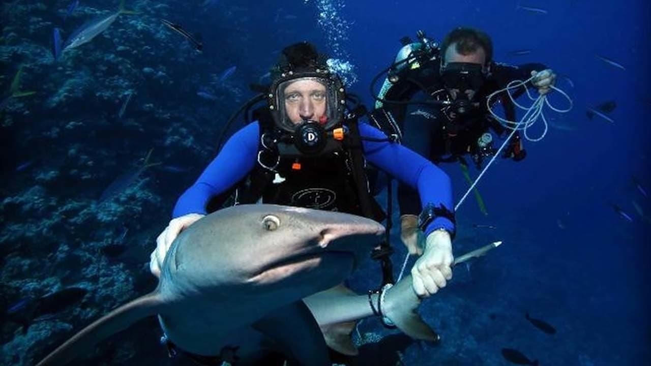 Shark Tracker Backdrop Image