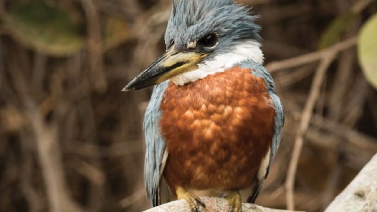 From Doves to Kingfishers
