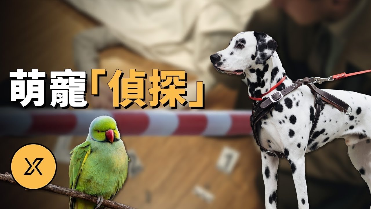 X调查 - Season 1 Episode 262 : Episode 262