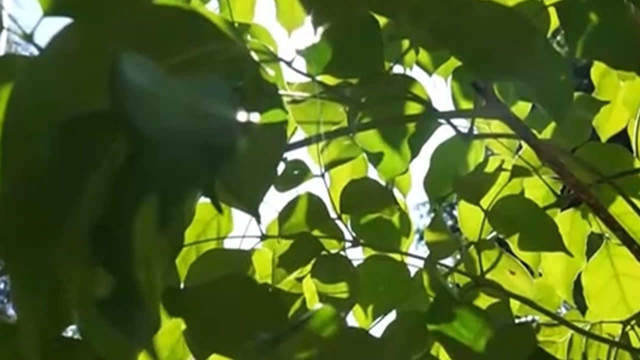 传奇故事 — Épisode 228