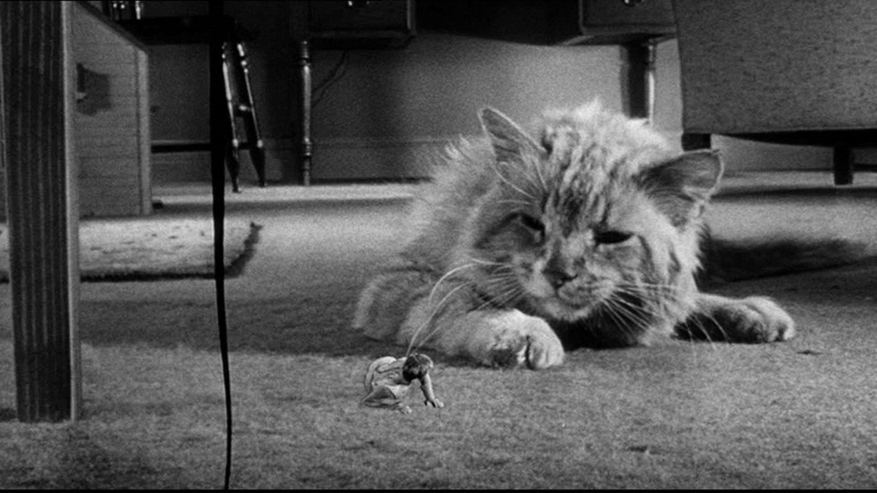 The Incredible Shrinking Man background