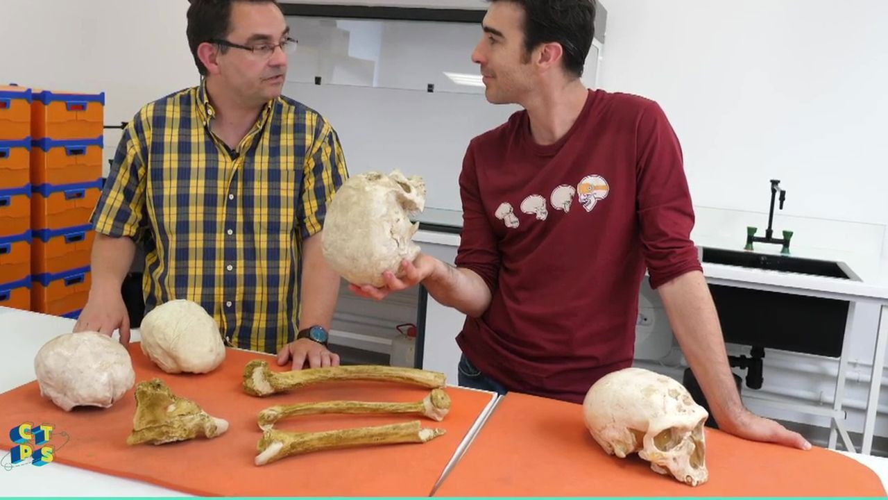 C'est toujours pas sorcier — Homo Sapiens, le dernier survivant