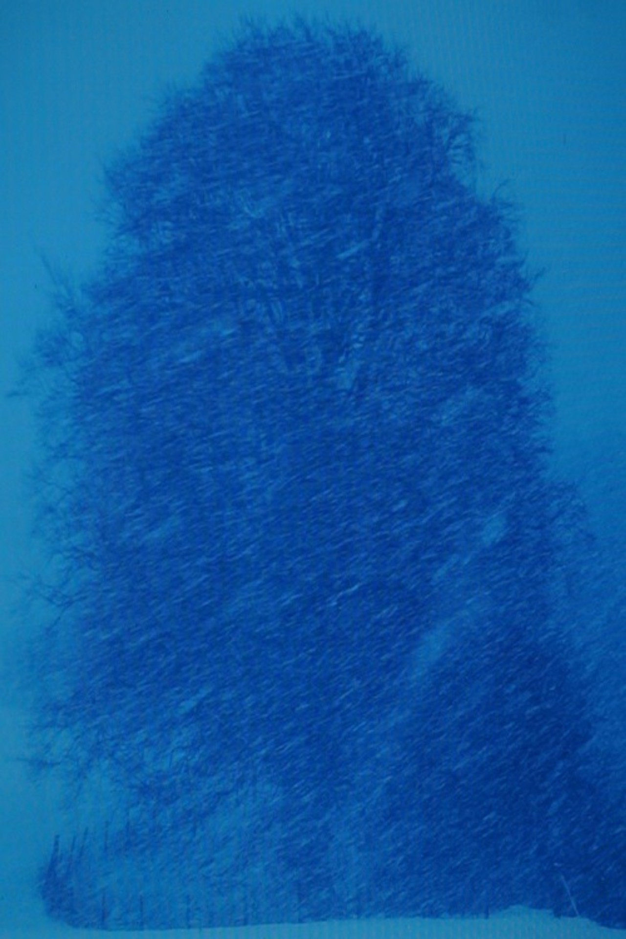 Beech Tree-Appearance filmaffisch