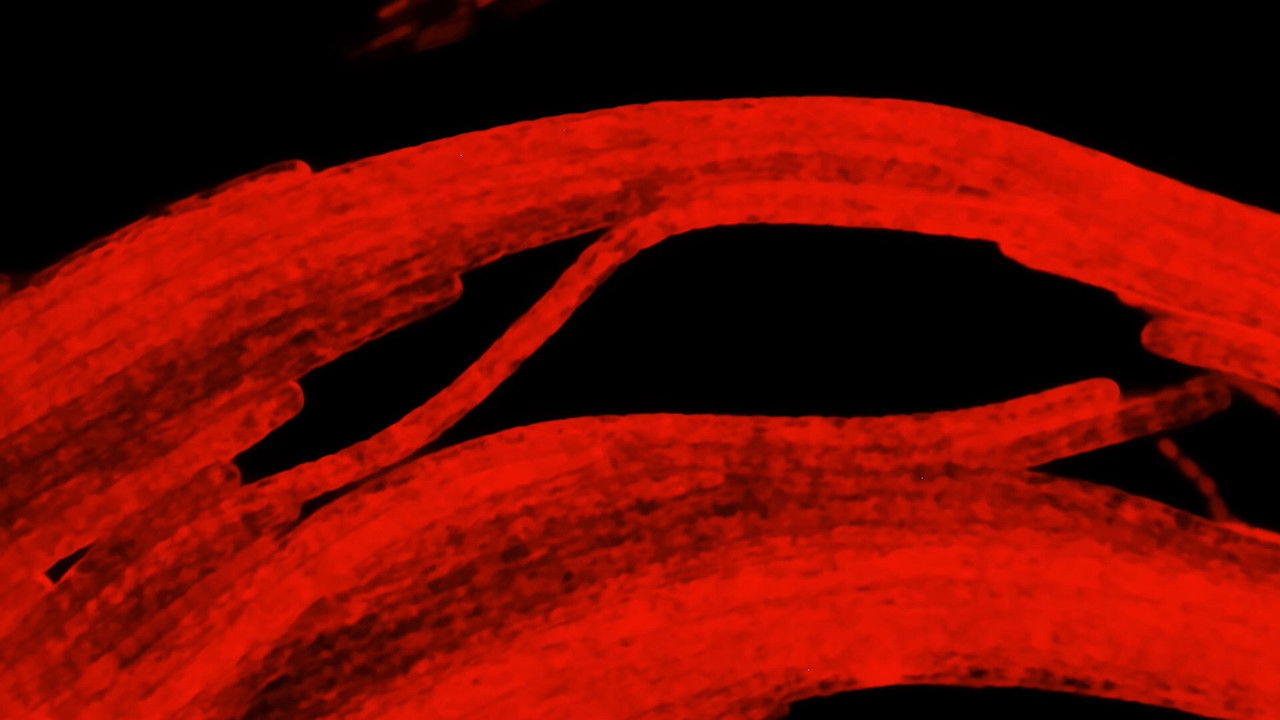 Journey to the Microcosmos — Épisode 22