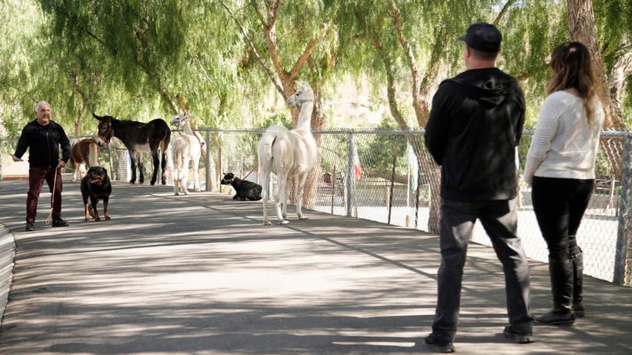 Cesar Millan: Tel Maître, Tel Chien — Épisode 10