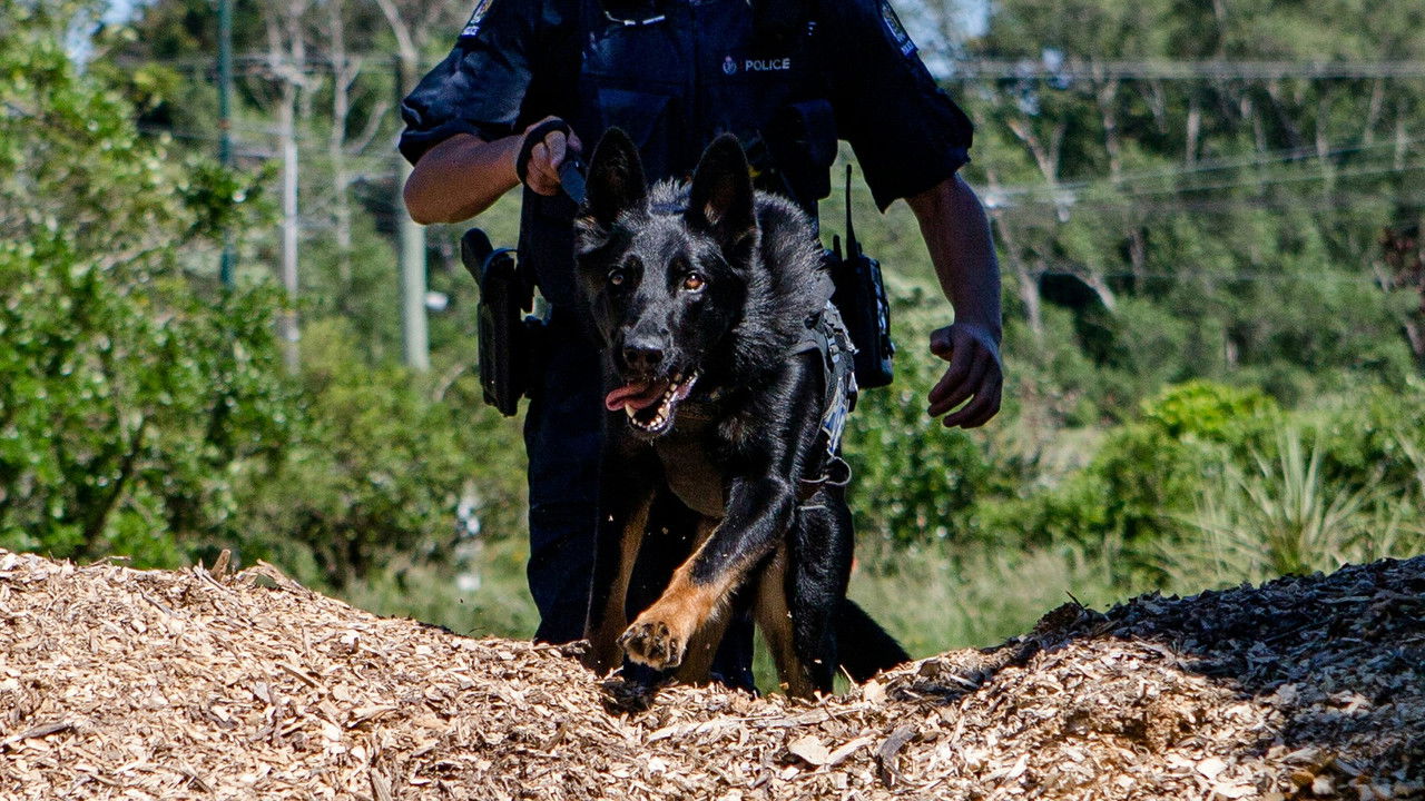 Dog Squad — Épisode 10