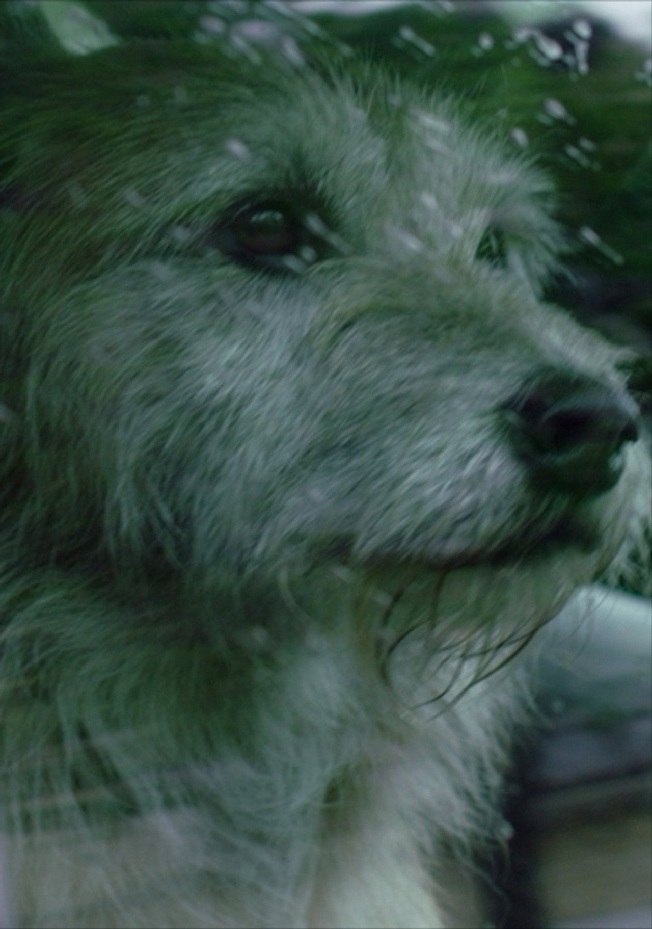 Doggone