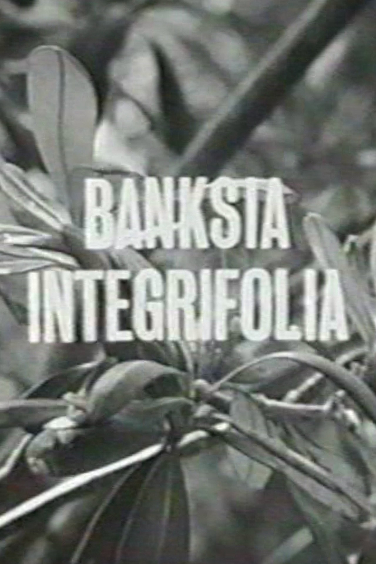 Banksia Integrifolia filmaffisch