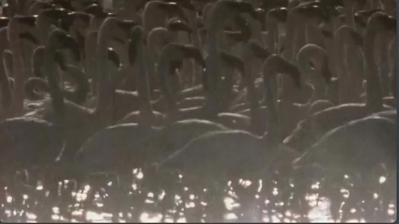 Massive Nature — Le piège