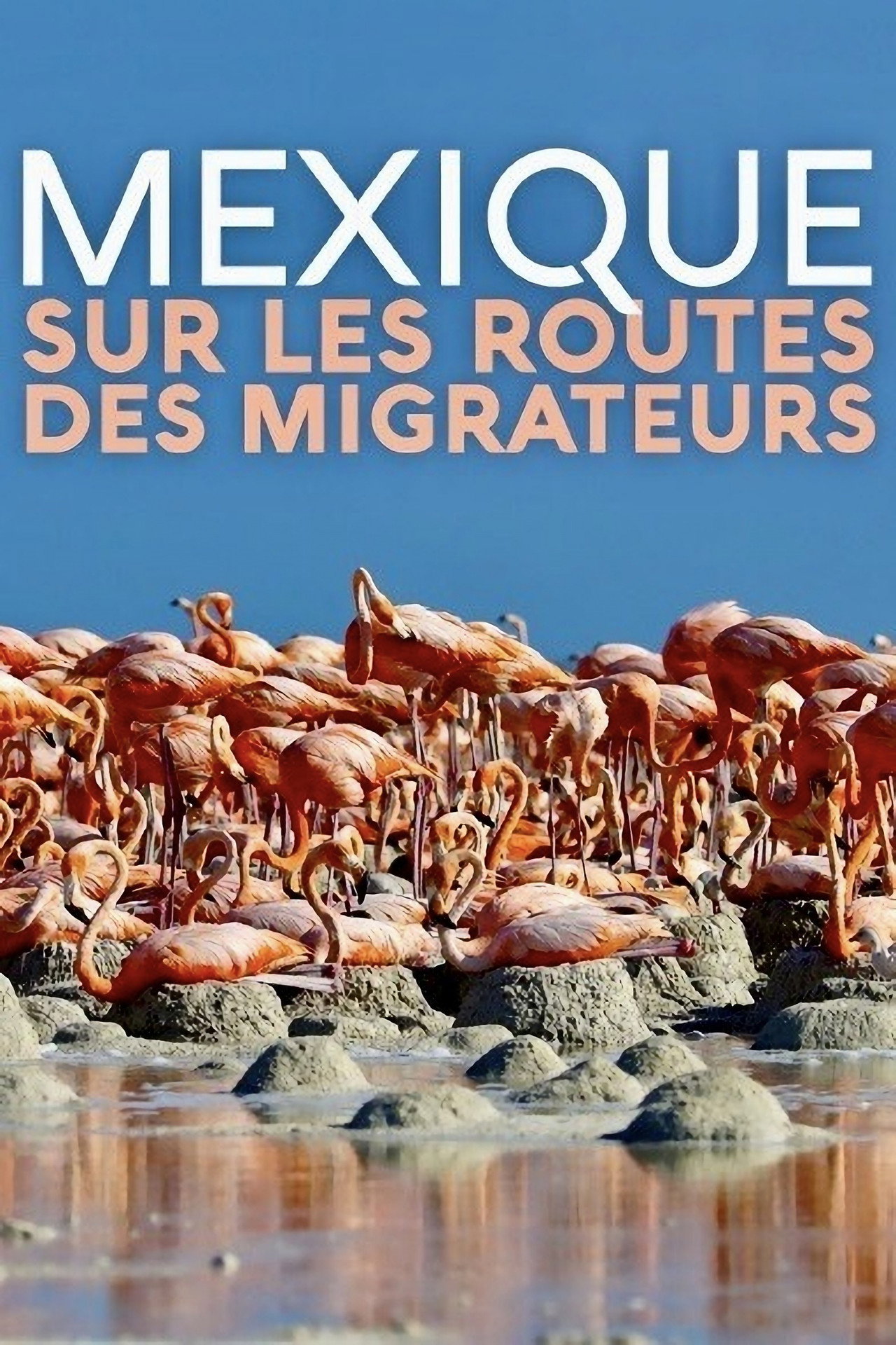 Mexique, sur les routes des migrateurs filmaffisch