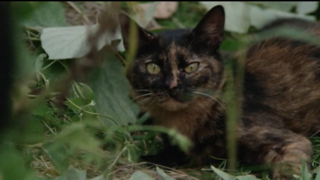 Being Assaulted backdrop