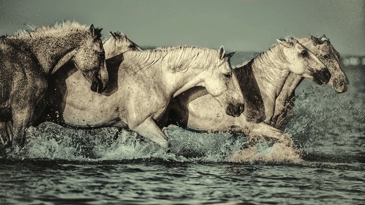 Dream of the Wild Horses Backdrop Image