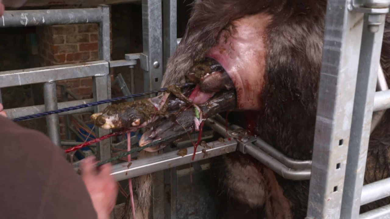 The Yorkshire Vet - Season 15 Episode 2 : Episode 2