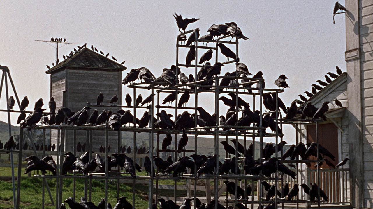 The Birds background 80