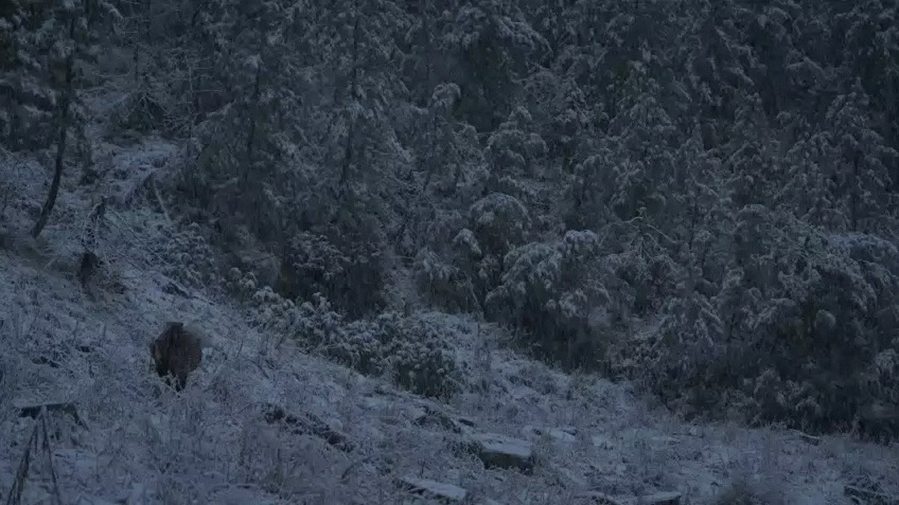 scenes 5