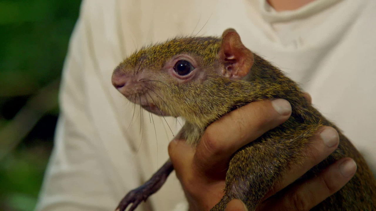 Wild Frank — Épisode 4