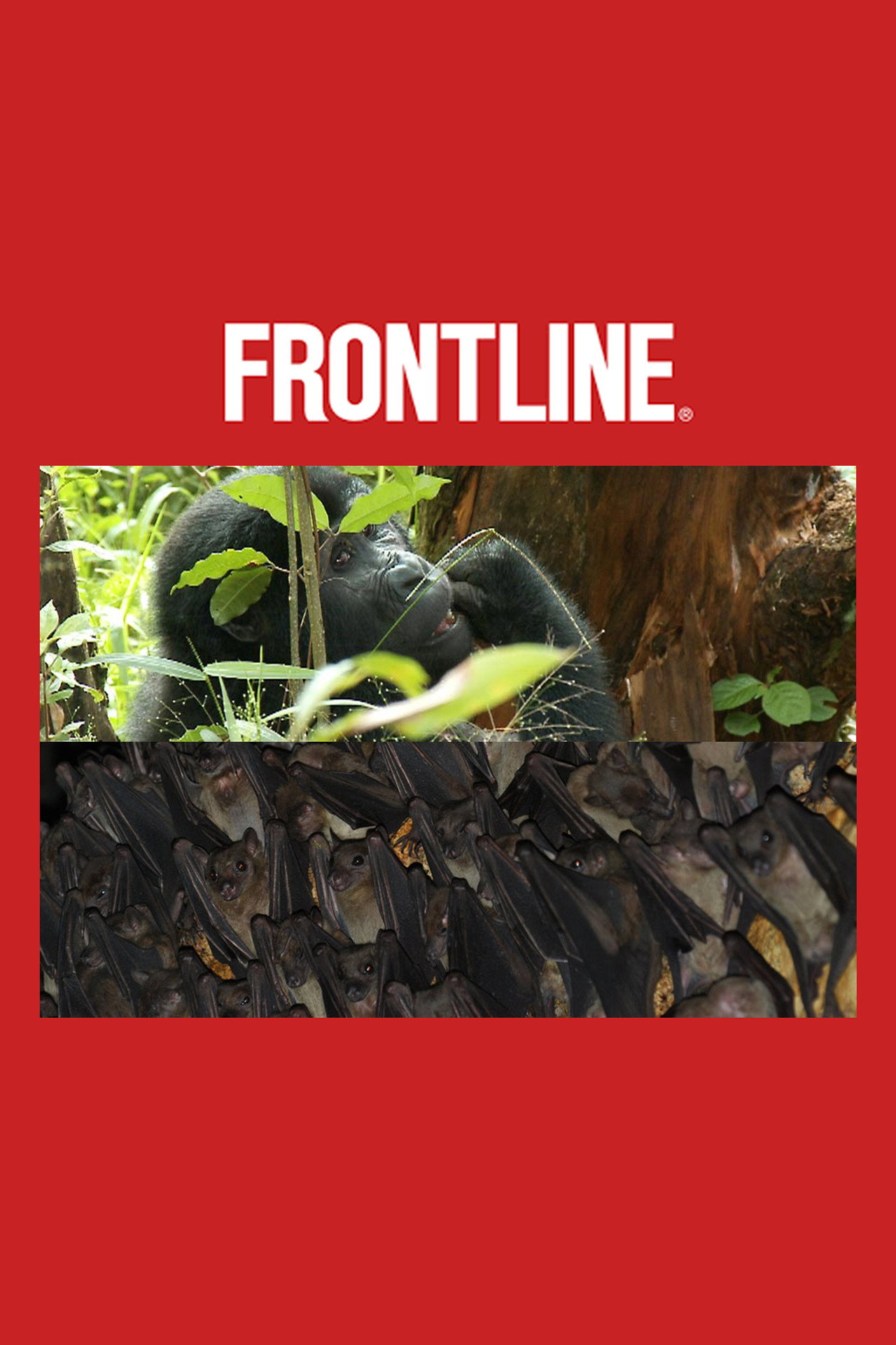 Uganda: Out of the Wild Backdrop