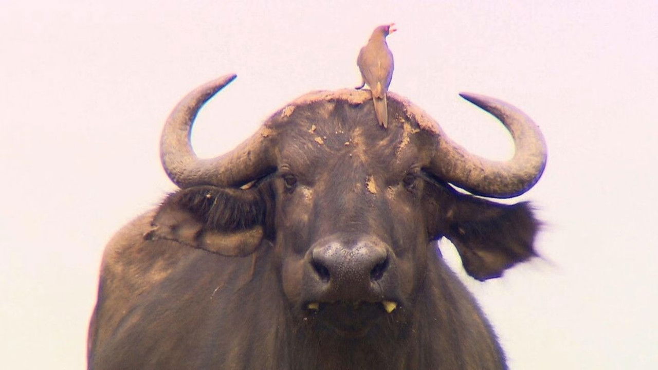 Paula und die wilden Tiere — Épisode 36