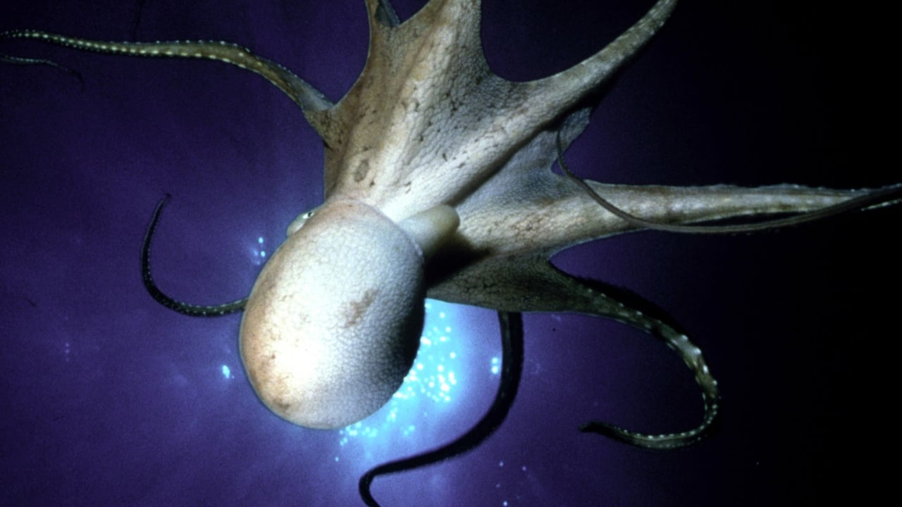 Nature - Season 19 Episode 2 : The Octopus Show