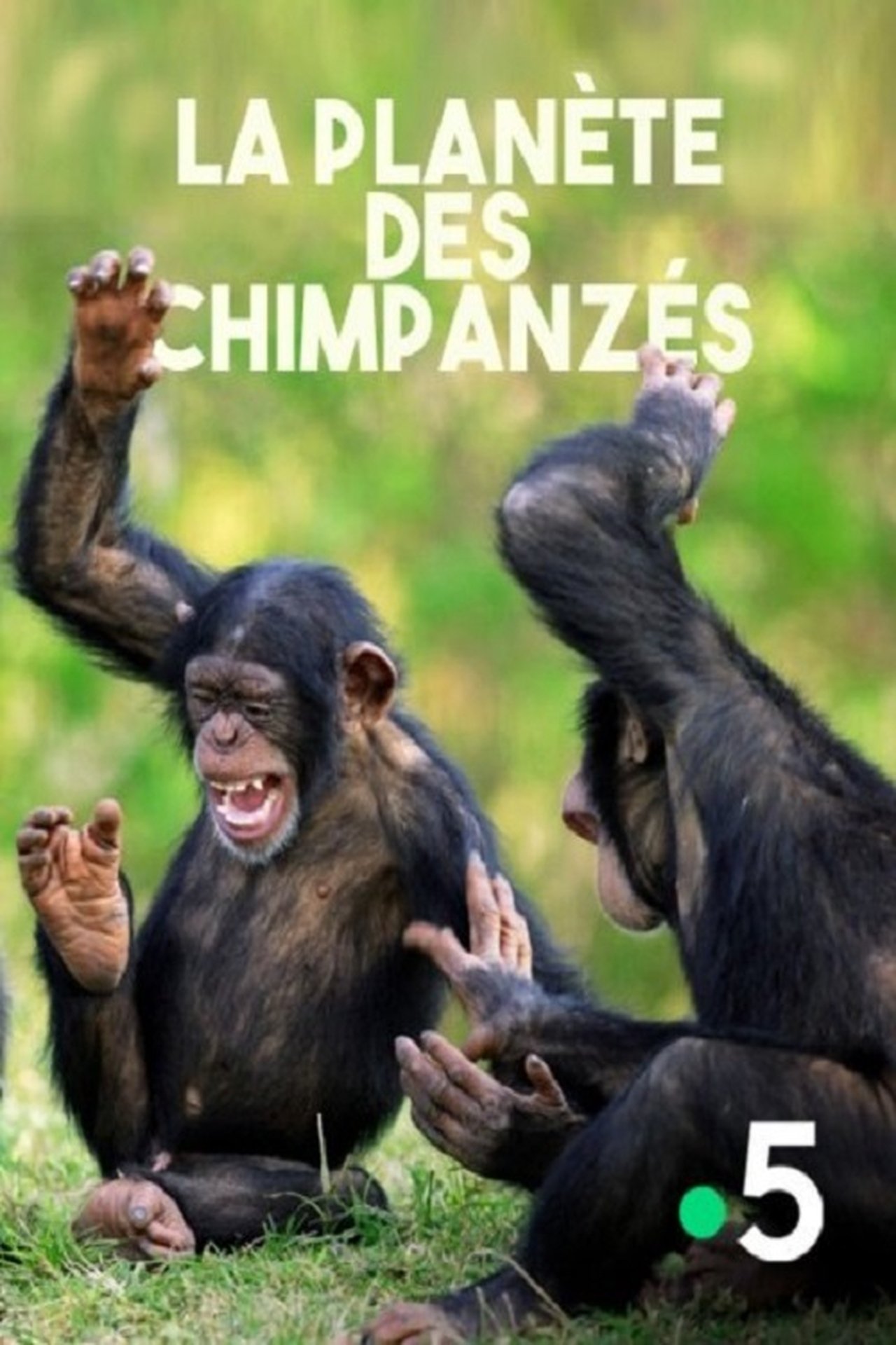 La planète des chimpanzés poster