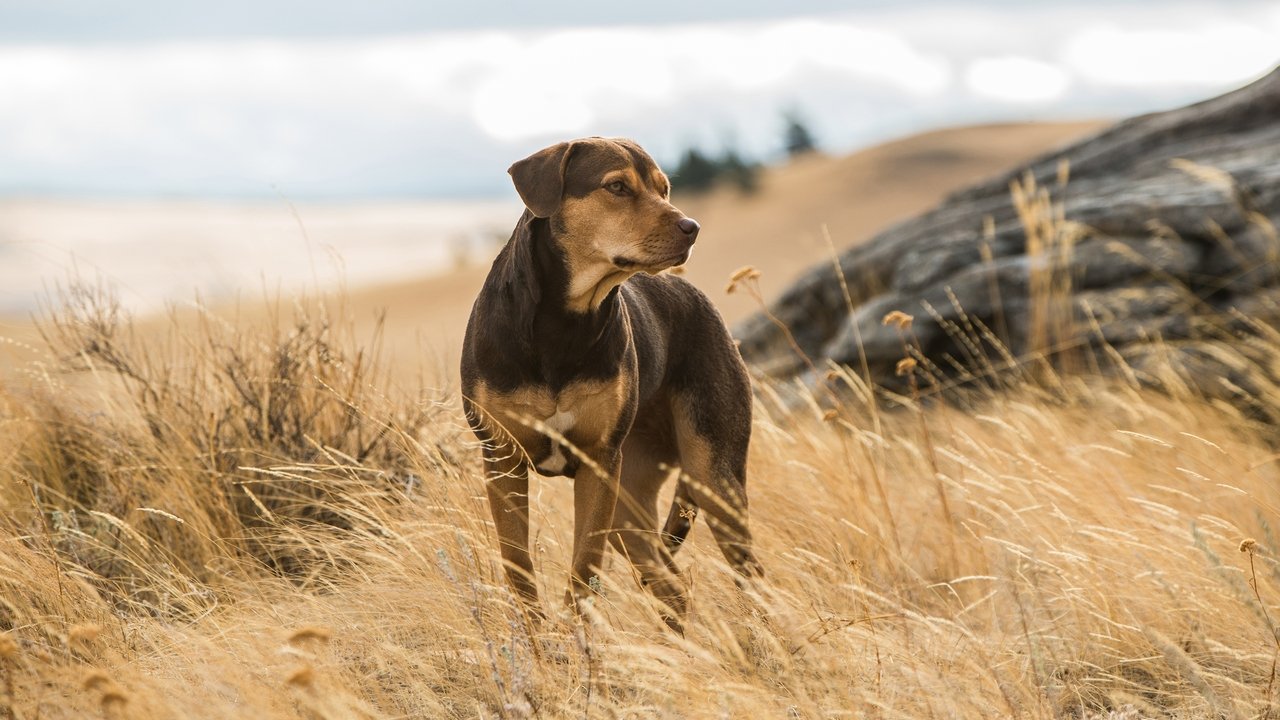 A Dog's Way Home Backdrop Image