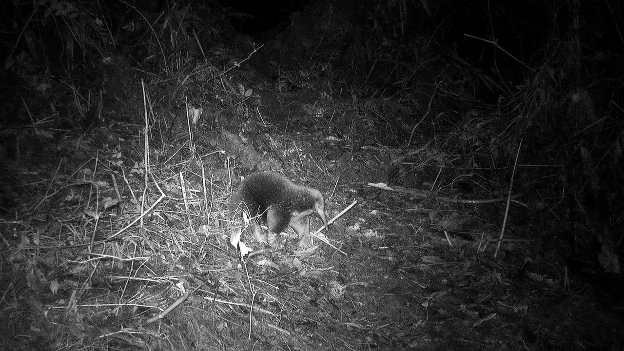 Le Dessous des images — Les chasseurs d’images d’espèces disparues