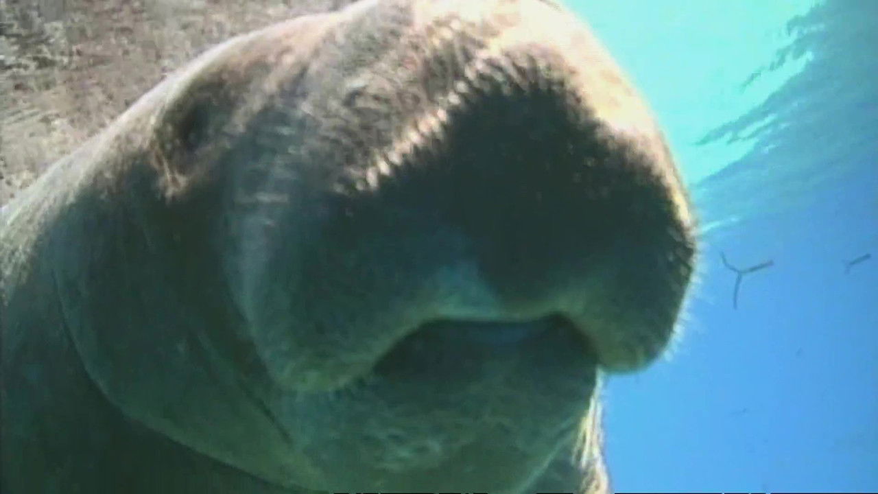 Animal Cops : Miami — Épisode 5