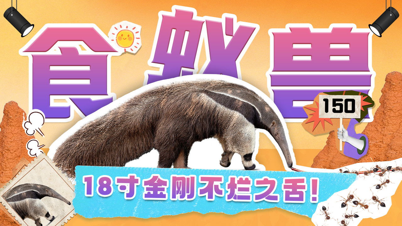 斑马百科探索 — Épisode 11