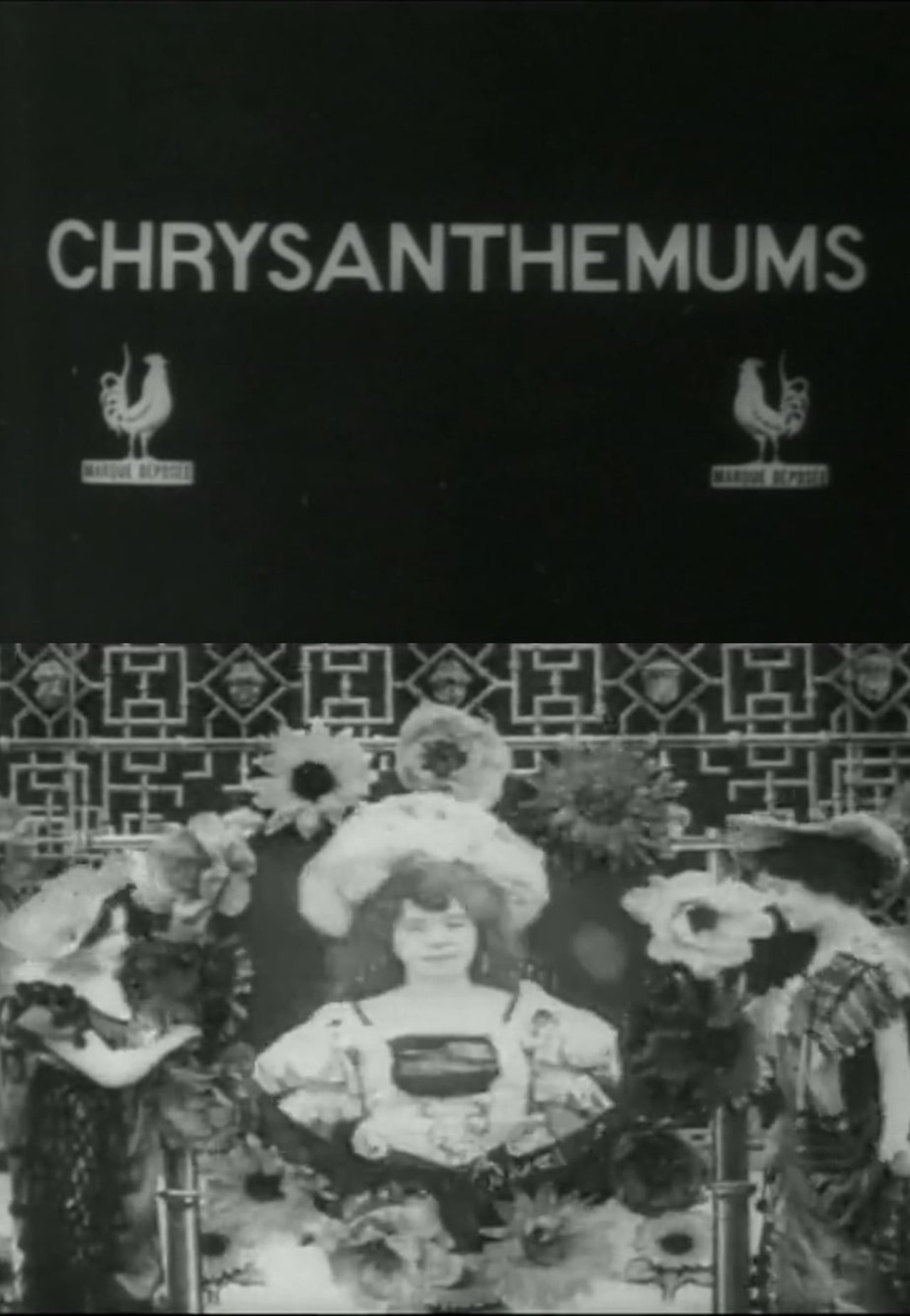 Les chrysanthèmes Les chrysanthèmes