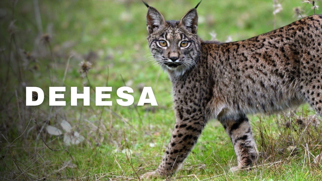 Dehesa: The Forest of the Iberian Lynx backdrop image