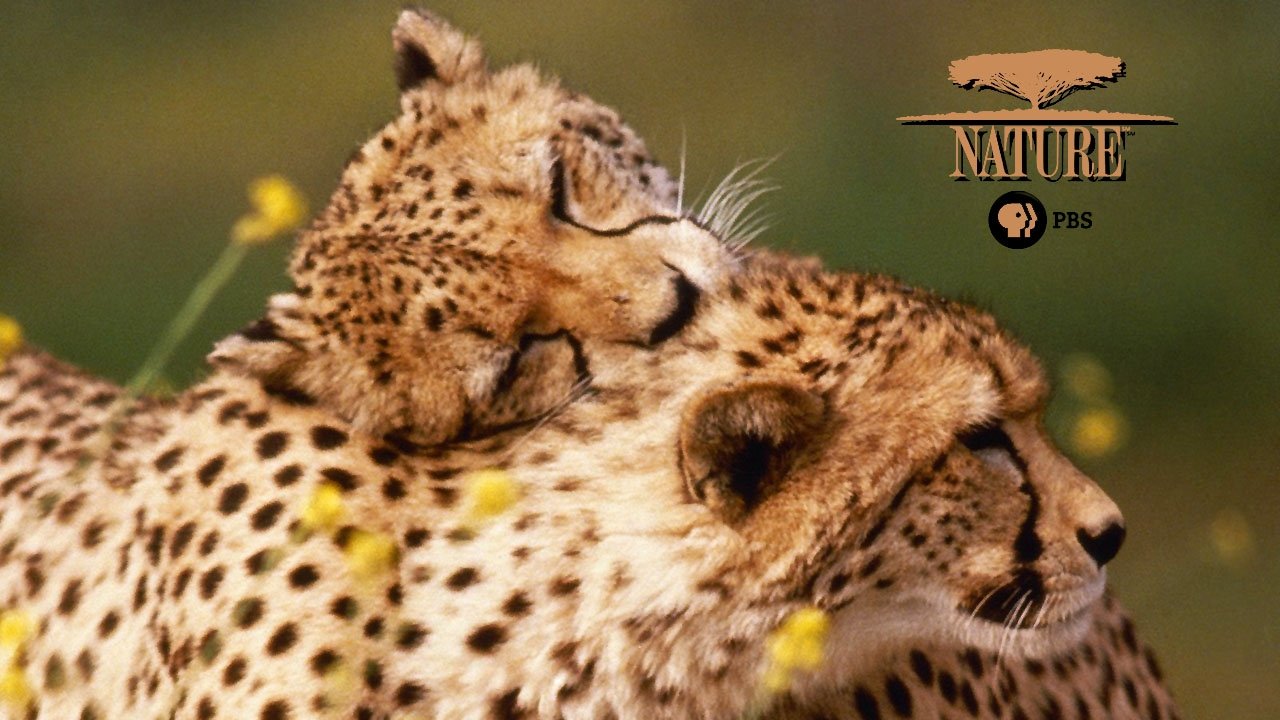 Nature - Season 9 Episode 3 : Scandinavia: Land of the Midnight Sun