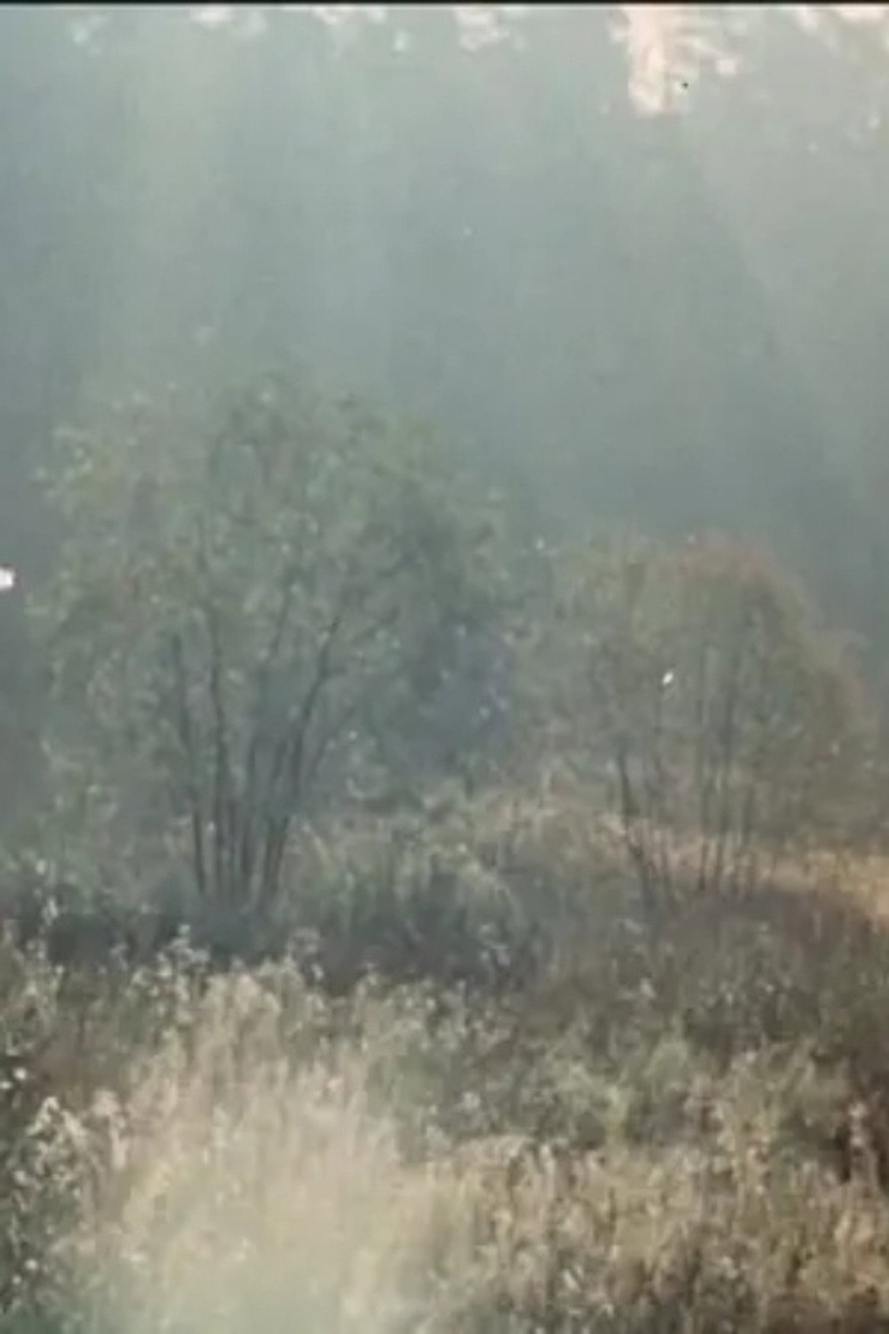 Вишнёвый сад filmaffisch