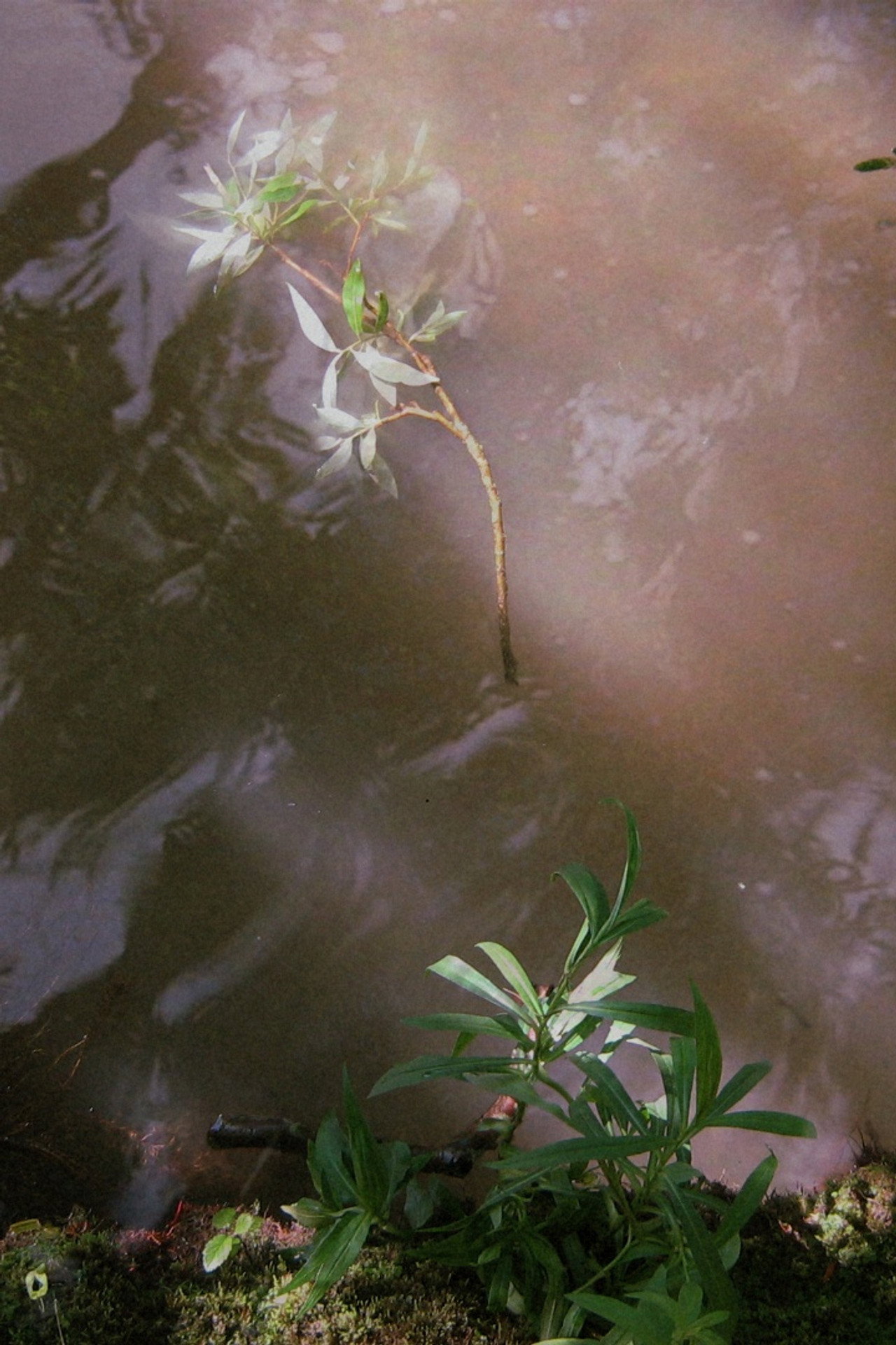 La Respiration de Cristal filmaffisch