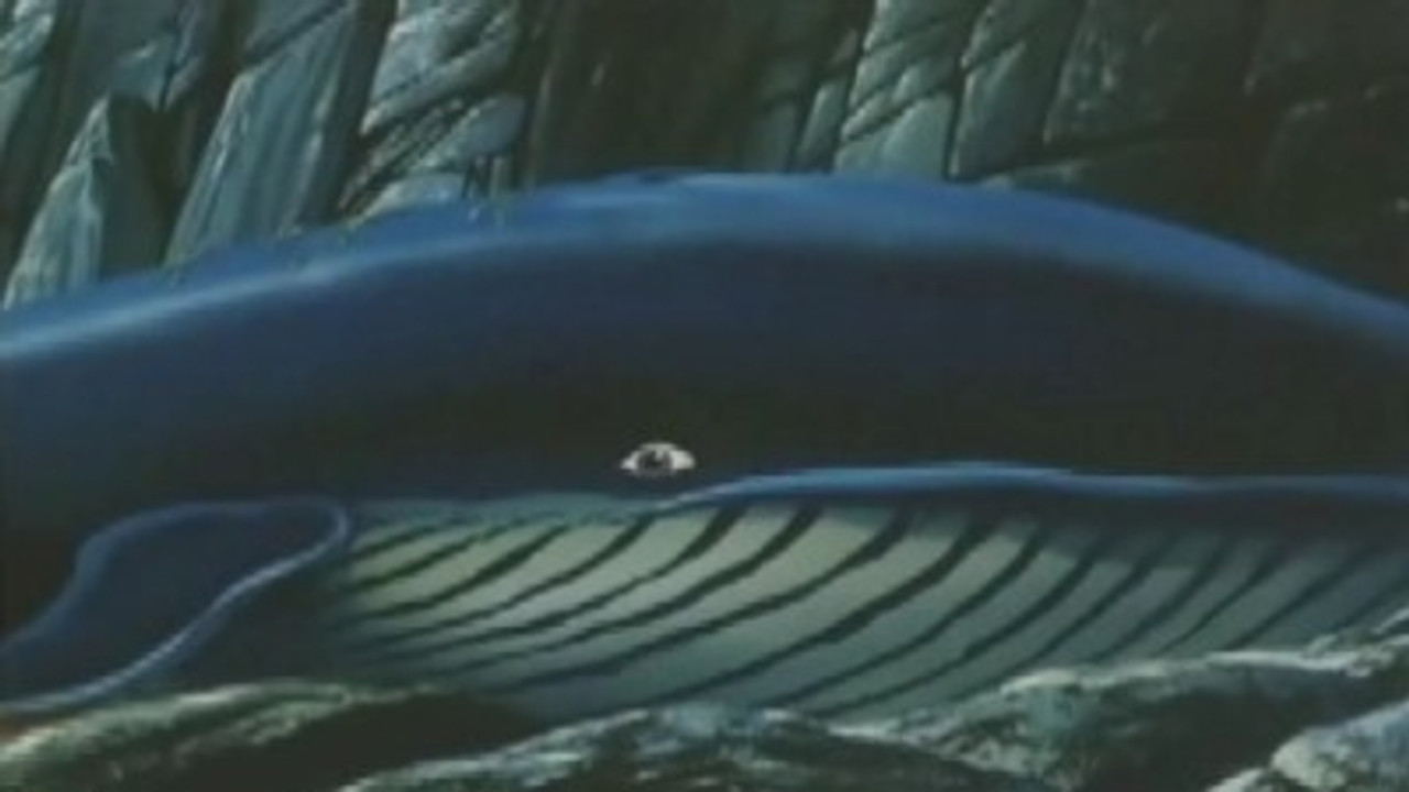 SuperTed — SuperTed et les baleines