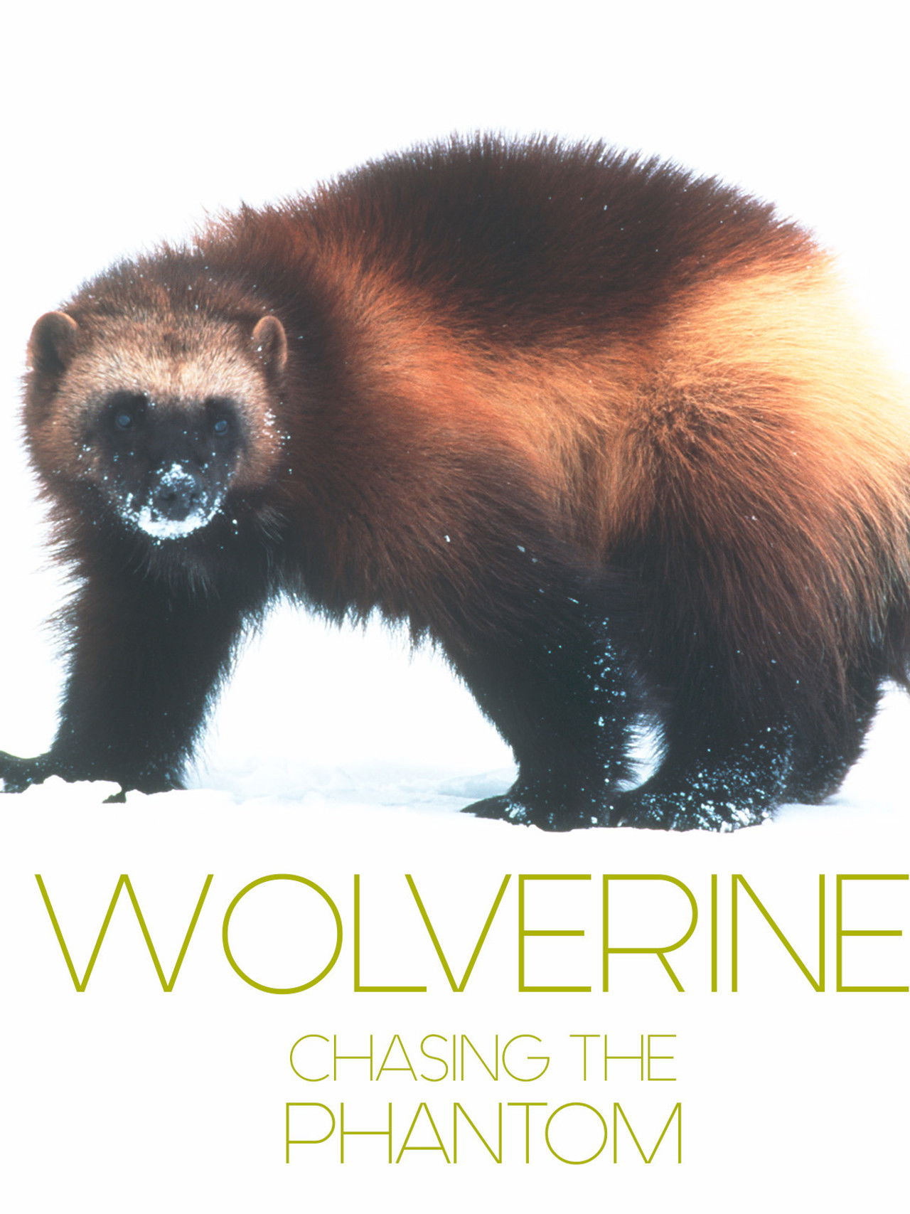 Wolverine - Chasing the Phantom poster