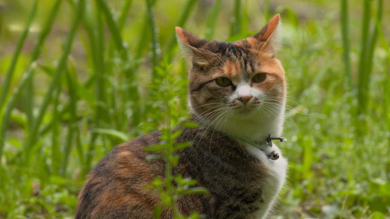 A Cat's-Eye View of Japan - Season 4 Episode 14 : Aizu: Love Your Neighbor