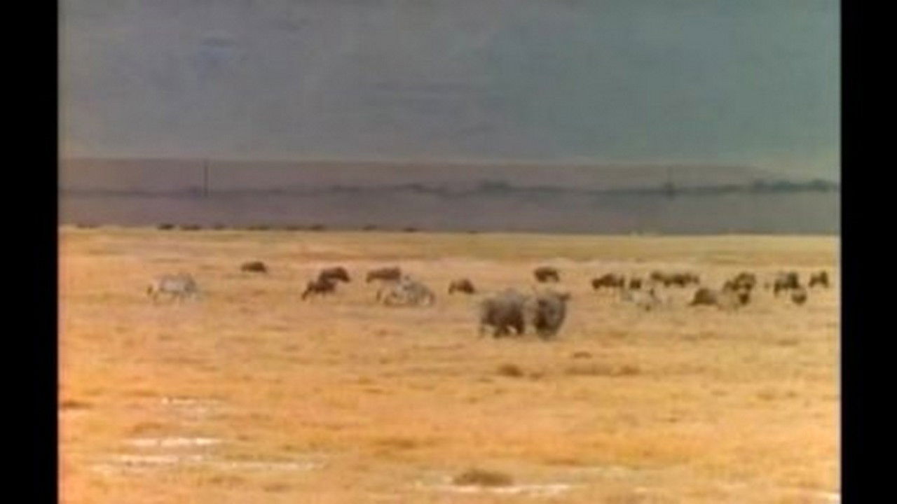 Mutual of Omaha's Wild Kingdom — Épisode 16