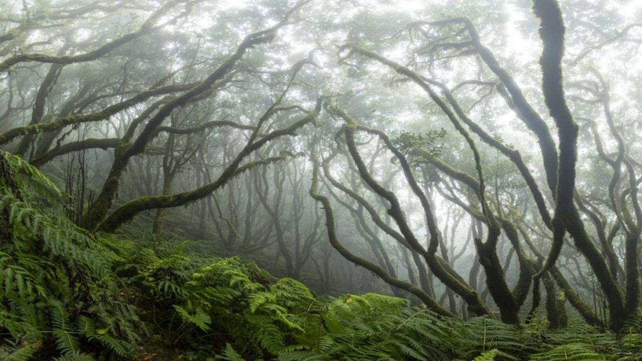 Anaga, Naturaleza Infinita