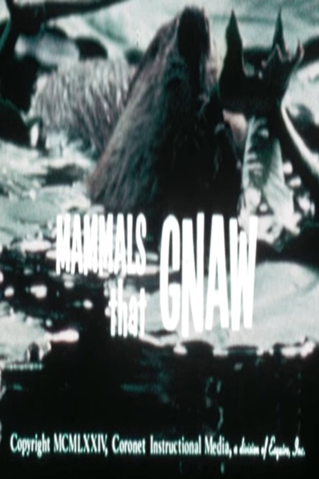 Mammals That Gnaw poster