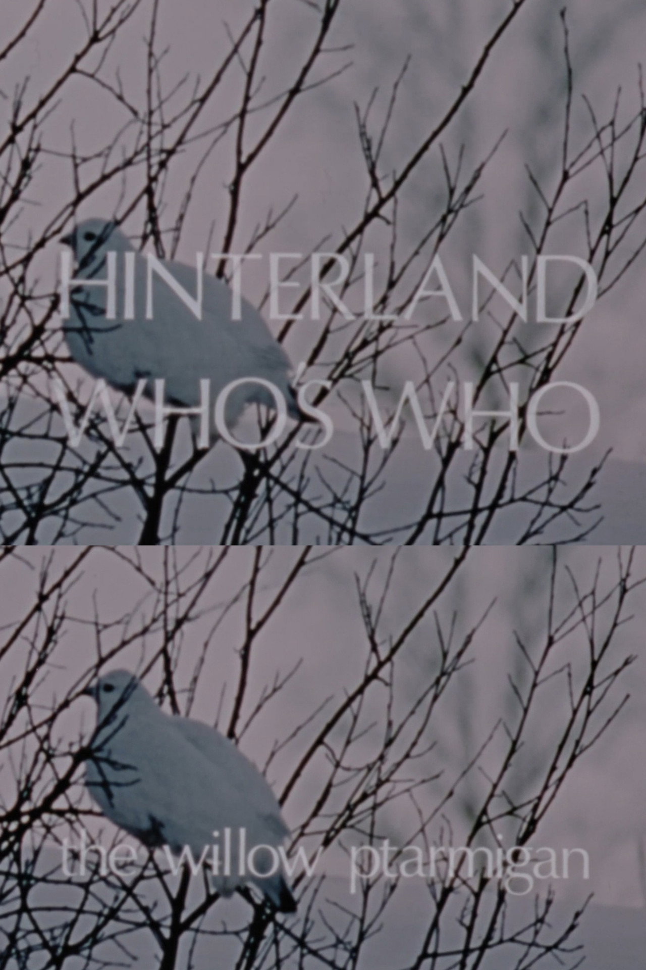 Hinterland Who's Who: The Willow Ptarmigan Backdrop