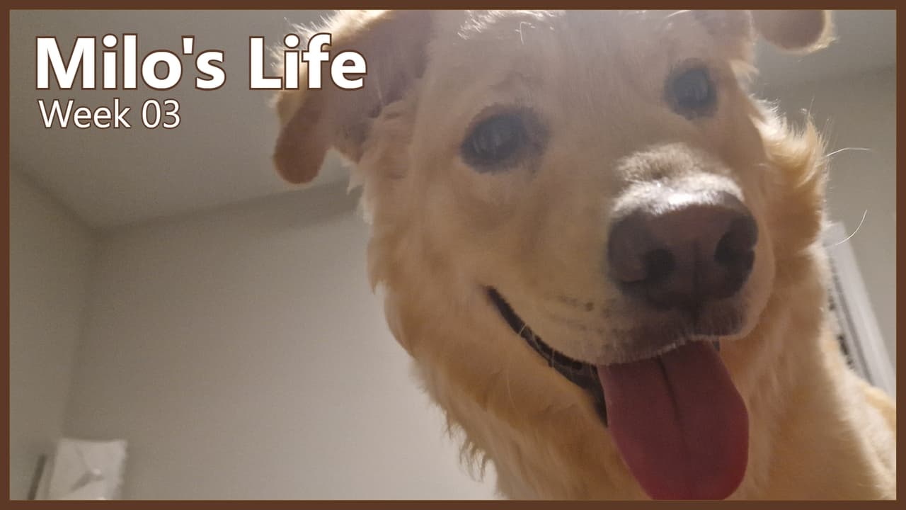 Milo's Life - Season 1 Episode 3 : The Zoomies | Week 03