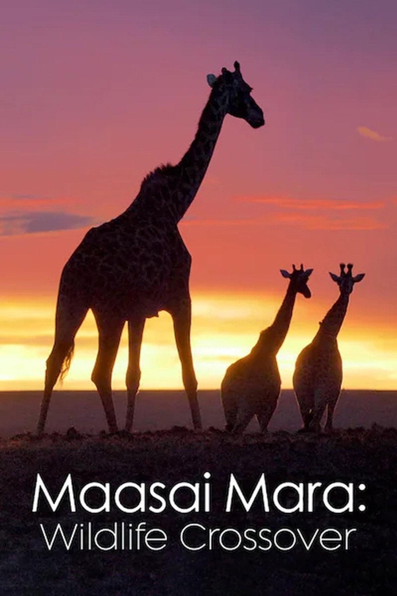 Masai Mara: Vadvilágok találkozása – plakát 2