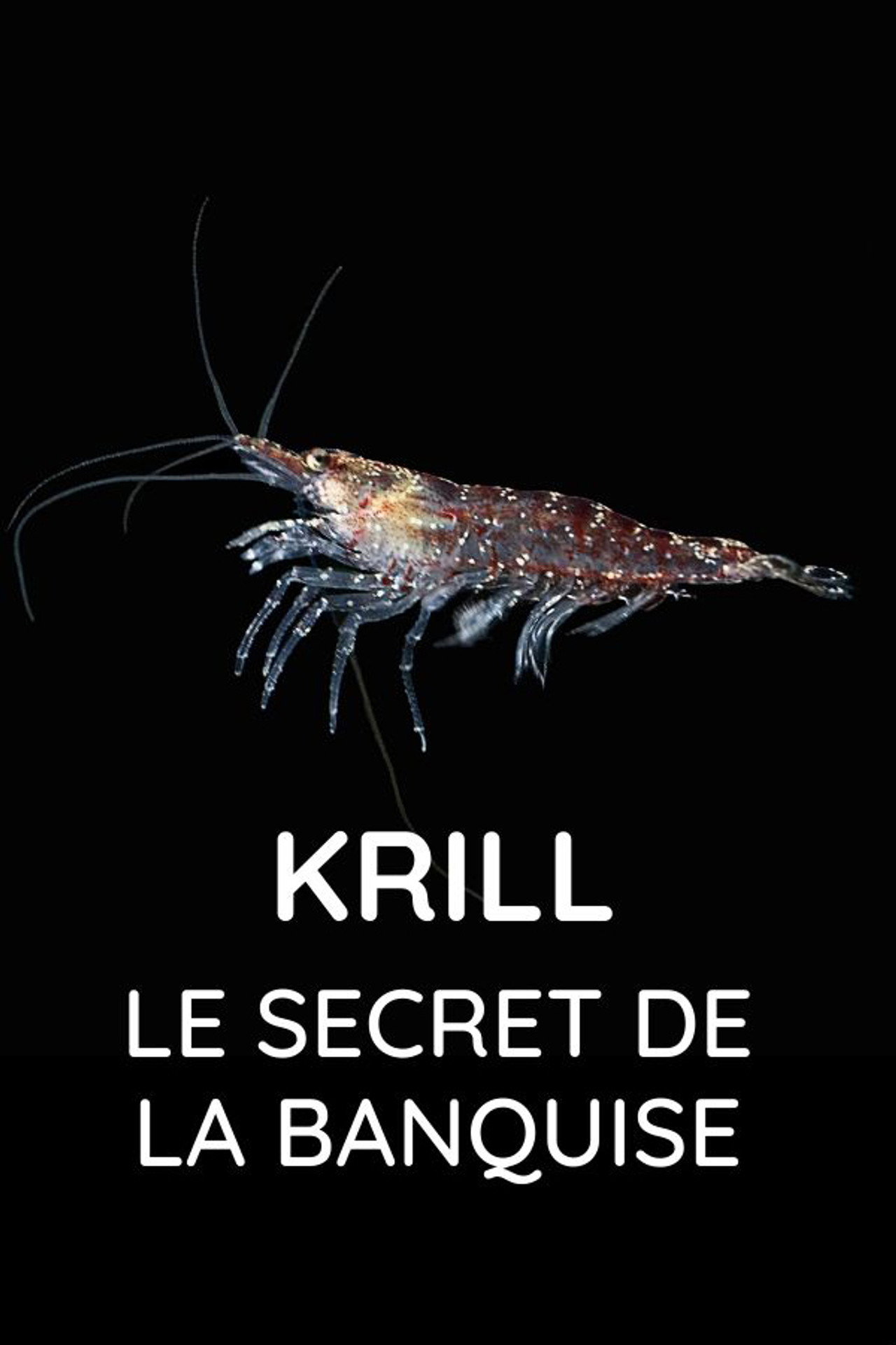 Krill : le secret de la banquise