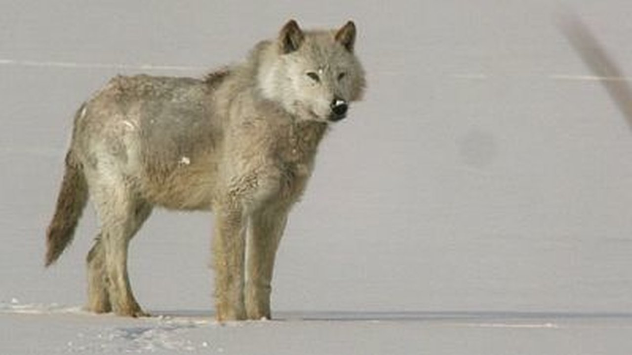 Natural World - Season 32 Episode 4 : A Wolf Called Storm