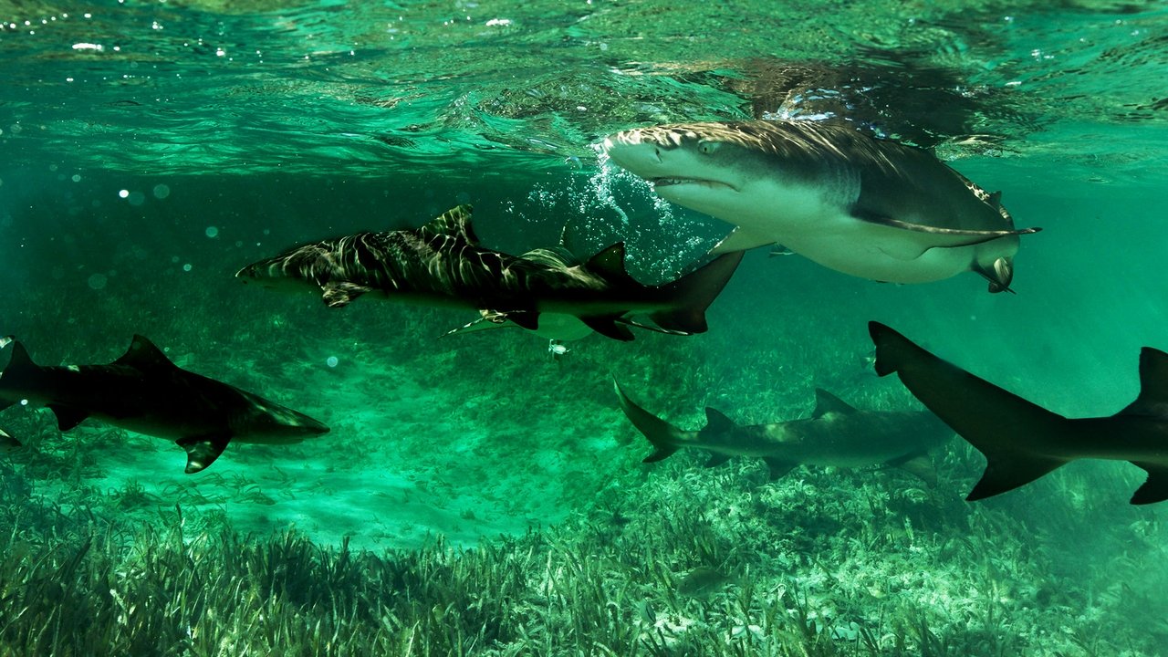 Shark Gangs Backdrop Image