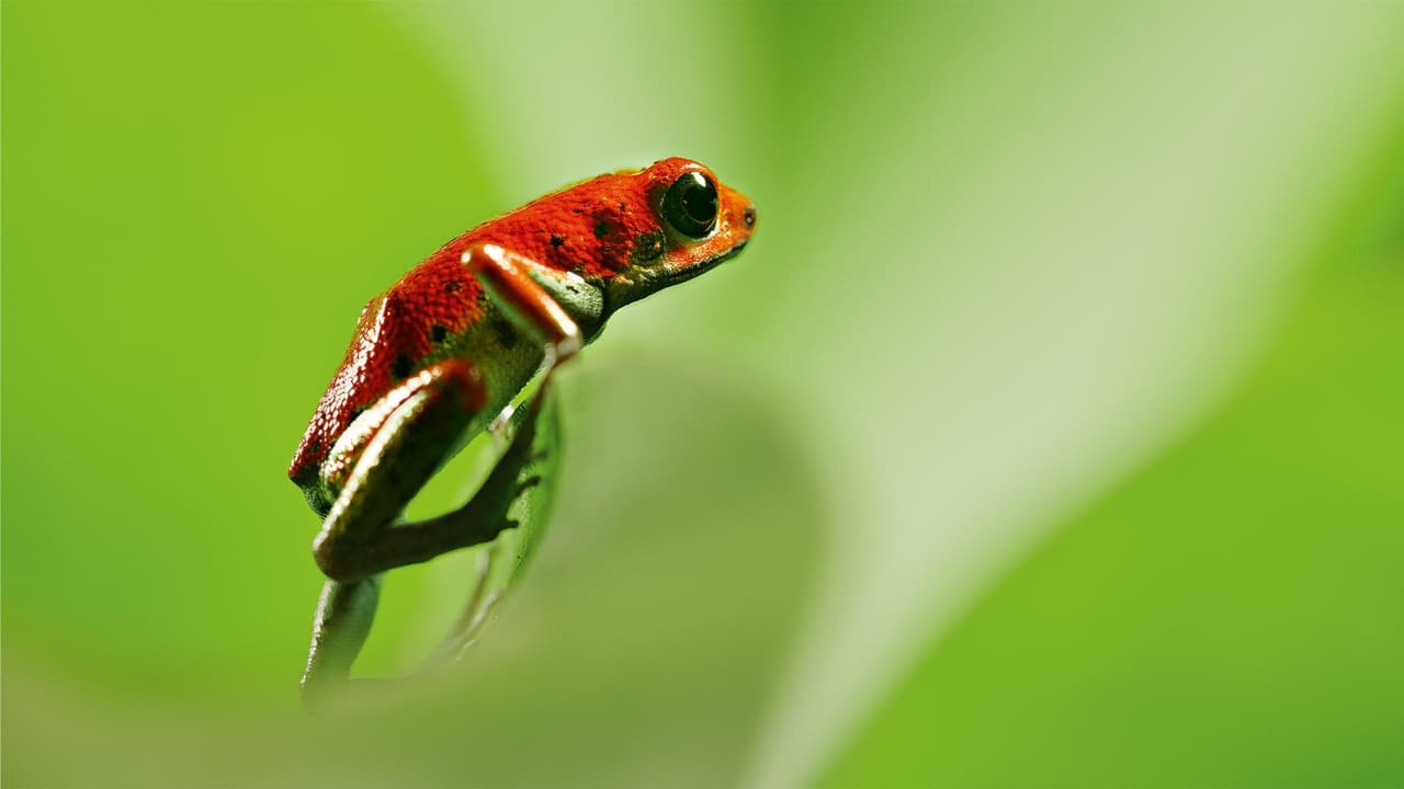 Image La vida a color con David Attenborough