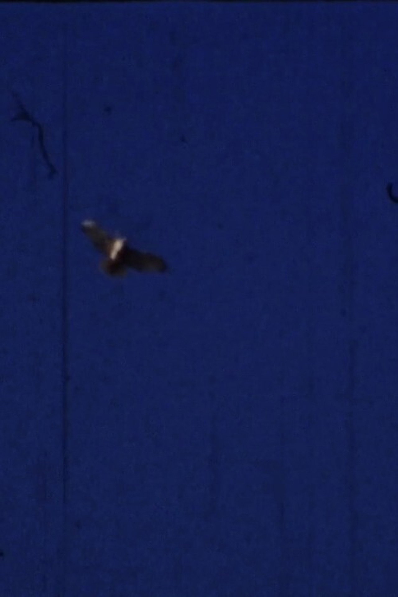 Flying Fish
