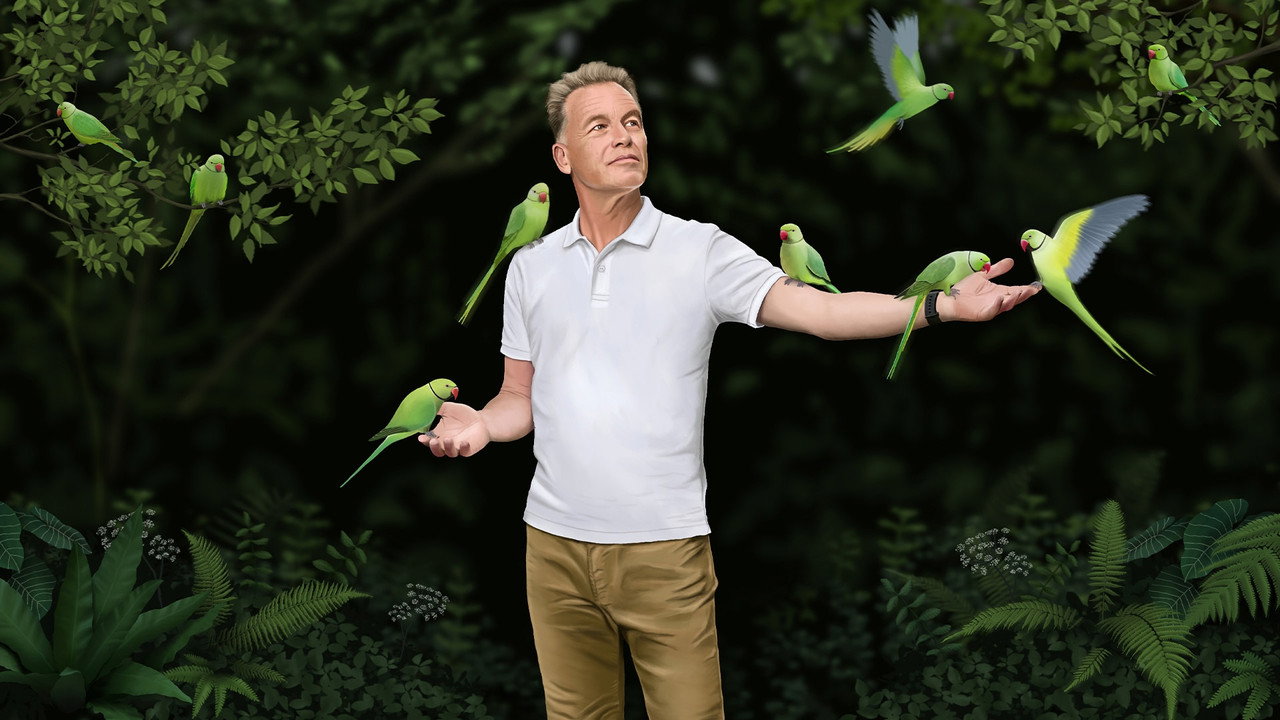 Backdrop for Invasion of the Parakeets